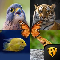 Zoology: Animal Kingdom Study